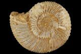 Perisphinctes Ammonite - Jurassic #100254-1